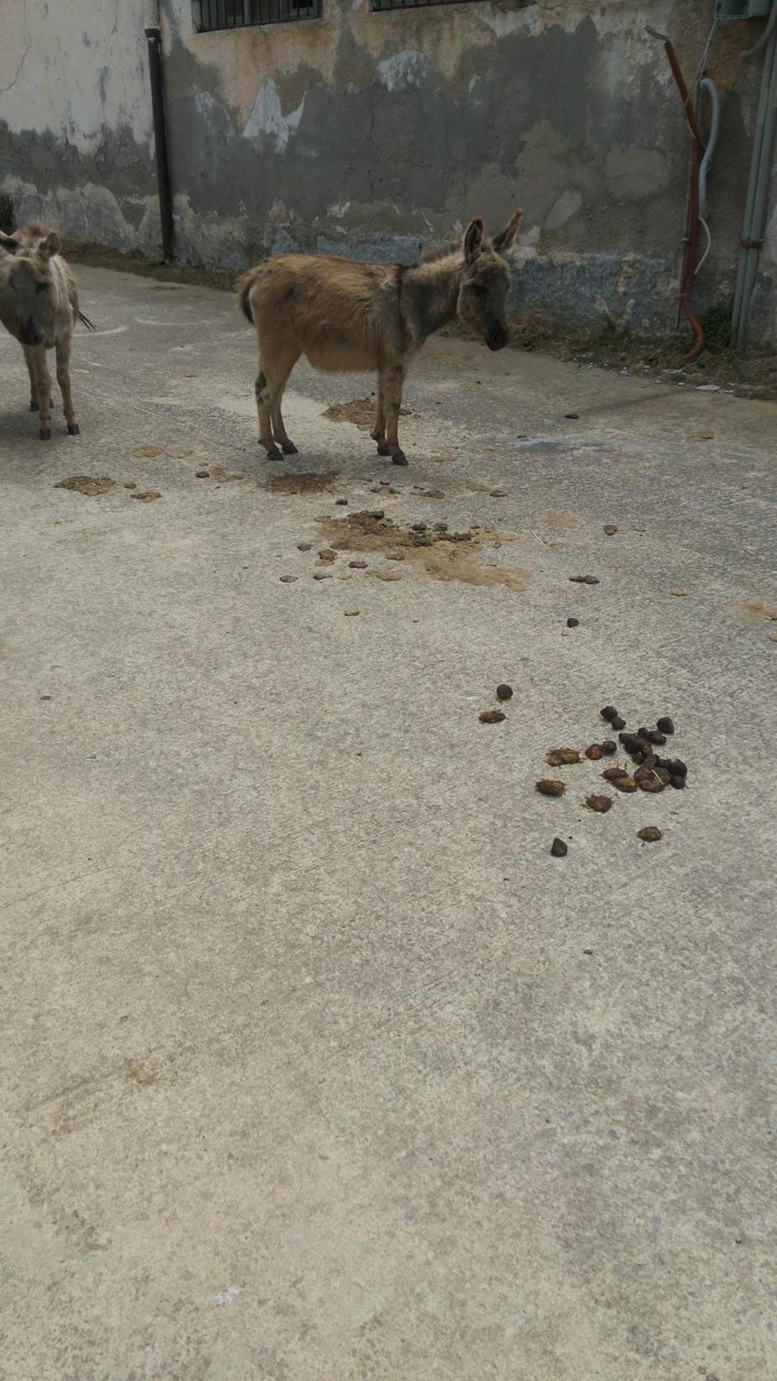 Filoxenia Di Umberto Pension Sassari Buitenkant foto